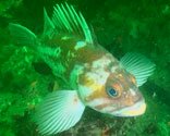 Copper Rockfish
