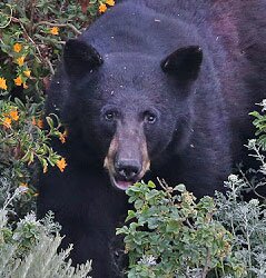 Bear! Oh My!