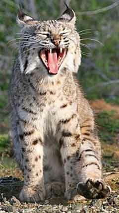 Bobcat Near Harmony